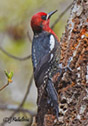 Sphyrapicus ruber